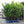 Load image into Gallery viewer, Cherry Laurel Fast Growing Evergreen Hedging (130cm-140cm)
