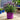 French Lavender 'Stoechas' (25cm)