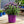 Load image into Gallery viewer, French Lavender &#39;Stoechas&#39; (25cm)
