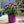 Load image into Gallery viewer, French Lavender &#39;Stoechas&#39; (25cm)
