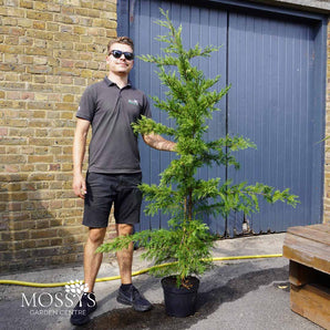 Leyland Cypress 'Leylandii' 7.5L (180cm Inc Pot)