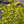 Load image into Gallery viewer, &#39;Golden Privet&#39; Ligustrum Ovalifolium Aureum (50cm)
