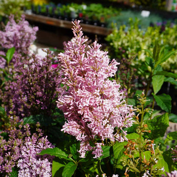 Lilac 'Syringa' (55cm) pink