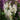 Lilac 'Syringa' (55cm) white