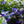 Load image into Gallery viewer, Lithodora Diffusa &#39;Heavenly Blue&#39; (15cm)

