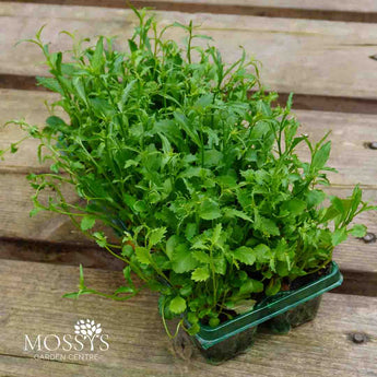 Mixed Lobelia 10 pack plants