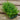 Upright Lobelia 10 Pack (Blue)