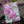 Load image into Gallery viewer, Magnolia &#39;Susan&#39; (Pink) (100cm)
