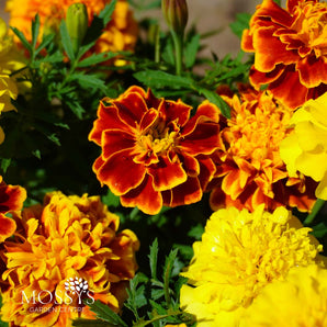 French Bedding Marigold 6 Pack