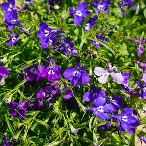 Trailing Lobelia | 10 Pack
