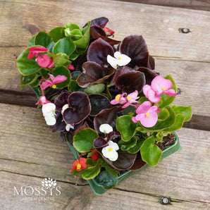 Summer Bedding Begonias Mixed | 6 Pack