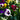 Close up of pansy flowers