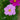 Mixed Bedding Cosmos 6 Pack