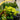 6 Pack Garden Shrub Mix