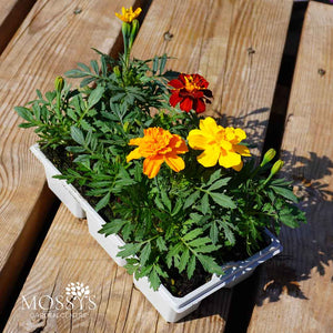 French Marigold 'Yellow' 6 Pack