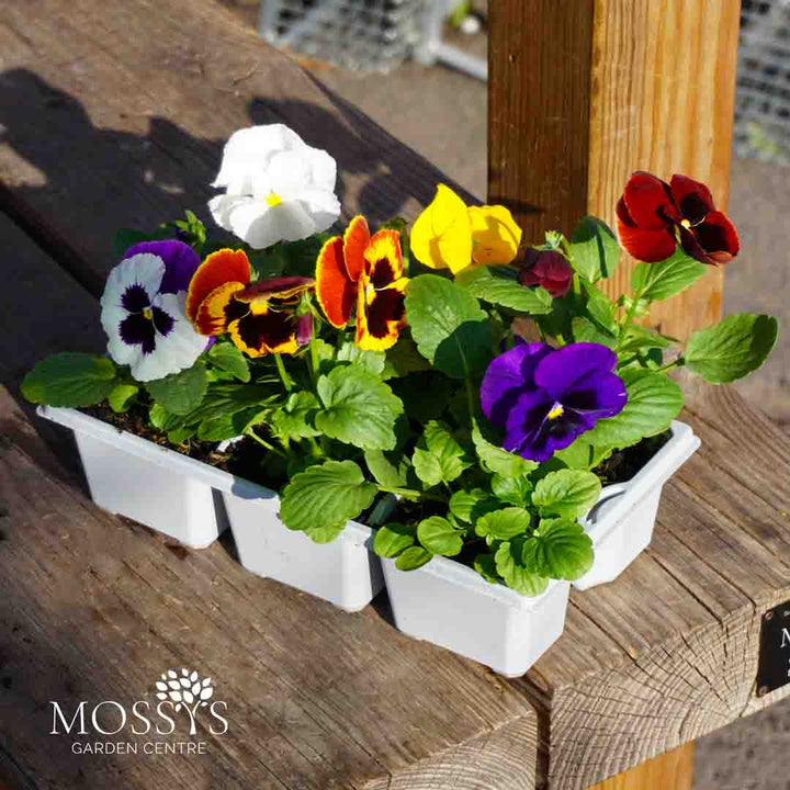 Six pack of mixed winter pansy on a table