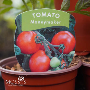 Tomato 'Moneymaker' (9cm Pot)
