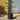 Monkey Puzzle Tree 'Araucaria Araucana' (70cm)