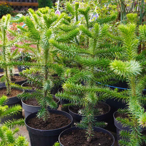 Monkey Puzzle Tree 'Araucaria Araucana' (70cm)