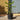 Monkey Puzzle Tree 'Araucaria Araucana' (70cm)