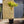 Load image into Gallery viewer, Acer Shirasawanum moonrise tree 150cm size

