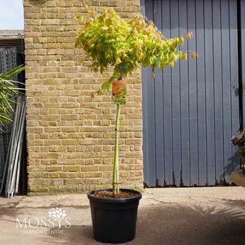 Acer Shirasawanum moonrise tree 150cm