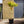 Load image into Gallery viewer, Acer Shirasawanum moonrise tree 150cm
