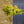 Load image into Gallery viewer, Acer Shirasawanum moonrise tree 150cm head
