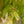Load image into Gallery viewer, Acer Shirasawanum moonrise tree flowers
