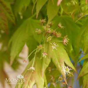 Acer Shirasawanum moonrise tree flowers