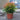 Nandina 'Gulf Stream' 7.5L (40cm)