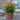 Nandina 'Gulf Stream' 7.5L (40cm)