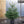 Load image into Gallery viewer, Pot Grown Nordmann Fir Tree (100-110cm)
