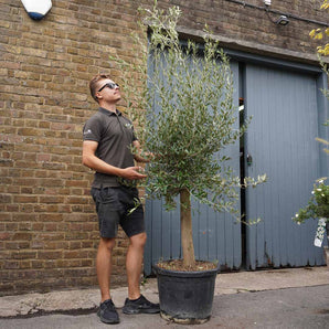 Mature Standard Olive Trees 'Olea Europaea' 35L (4-5ft)