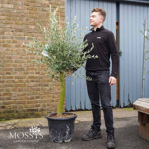 Mature Standard Olive Trees 'Olea Europaea' 35L (4-5ft)