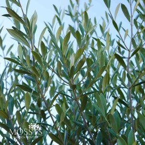 1x Large Gnarled Olive Tree FREE Nationwide Shipping (200cm)