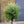 Load image into Gallery viewer, 1x Large Gnarled Olive Tree FREE Nationwide Shipping (130cm)
