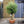 Load image into Gallery viewer, 1x Large Gnarled Olive Tree FREE Nationwide Shipping (130cm)
