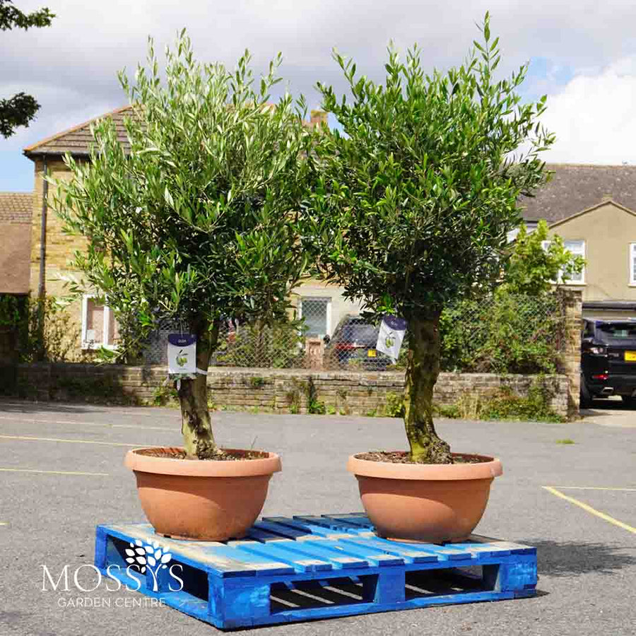 2x Large Gnarled Olive Tree FREE Nationwide Shipping  (130cm)