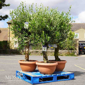 3x Large Gnarled Olive Tree FREE Nationwide Shipping (130cm)