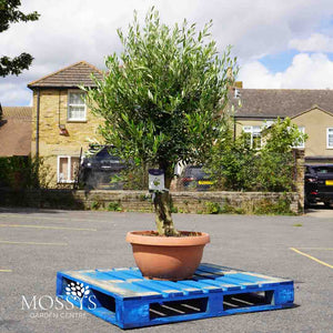 1x Large Gnarled Olive Tree FREE Nationwide Shipping (130cm)