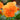 Orange Pansy | 6 Pack