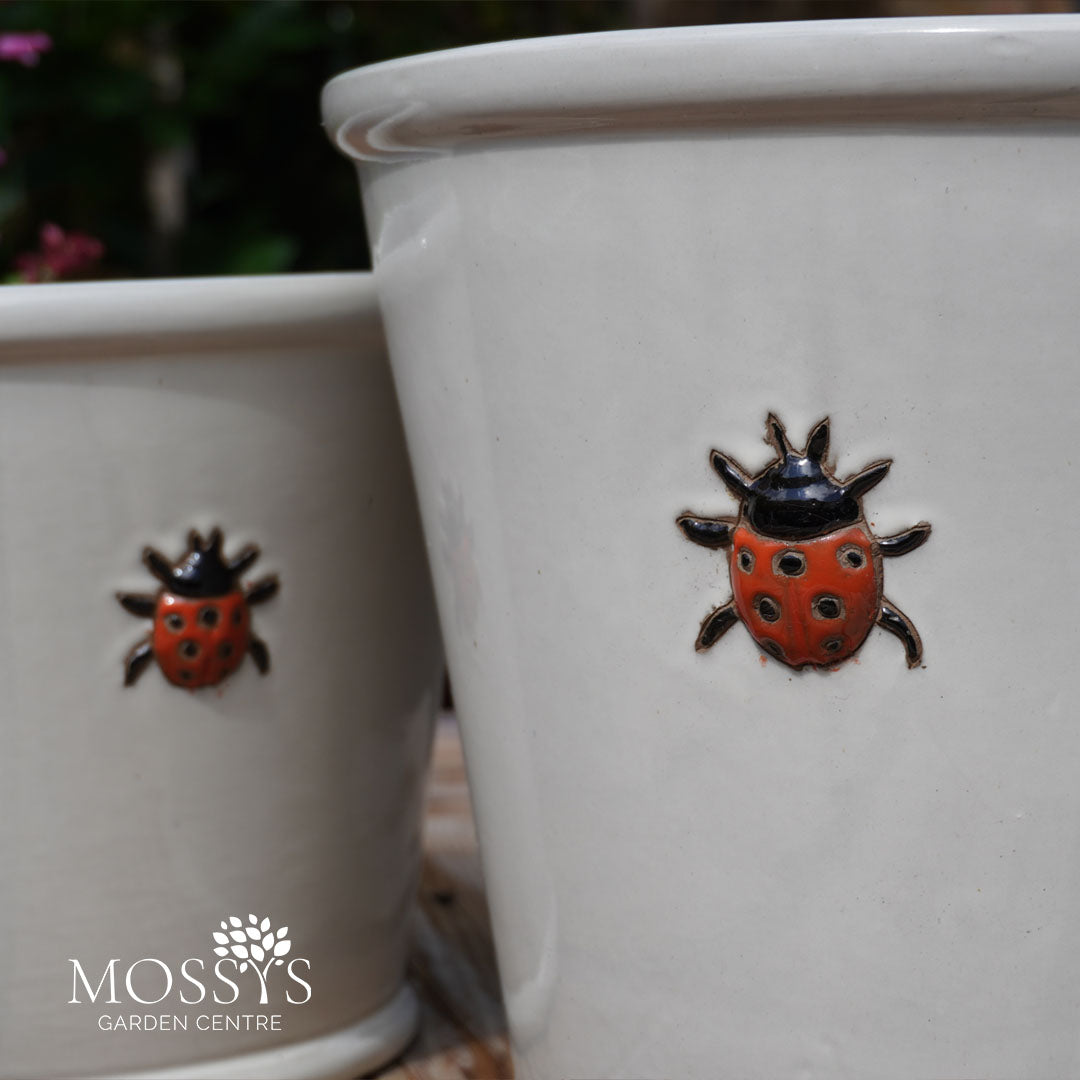 ladybird plant pot Orange Ladybird White Glazed Frost Proof Planter Pots – Mossys Garden Centre
