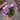 osteospermum canydfloss plant
