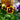 Fruits of the Forest Pansy