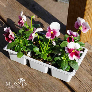 Beacon Rose Pansy 6 Pack | Pink Winter Flowers