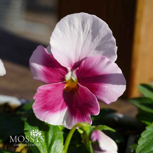 Beacon Rose Pansy 6 Pack | Pink Winter Flowers