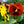 Load image into Gallery viewer, pansy fire surprise flowers close up
