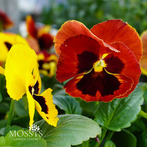 pansy fire surprise flowers close up