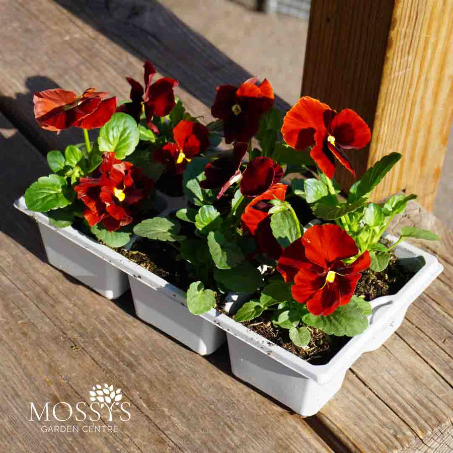 Red Blotch Pansy 6 Pack | Deep Red Winter Flowers
